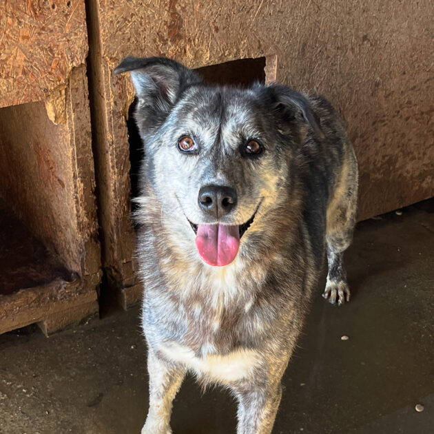 Kotia etsivä koira: MADAM MARJATTA