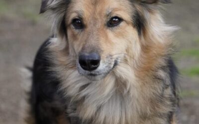Kotia etsivä koira: CALINDA (Rauniopennut)