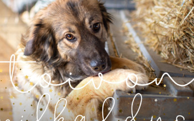 Auta koiria osallistumalla Toivon pilkahdus joulukeräykseen 11.–24.12.
