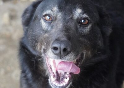 Kotia etsivä koira: ORKO