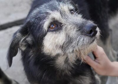 Kotia etsivä koira: ADELLE, ERITYISADOPTIO