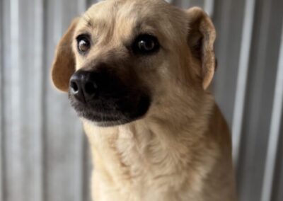 Kotia etsivä koira: MAMI MONA