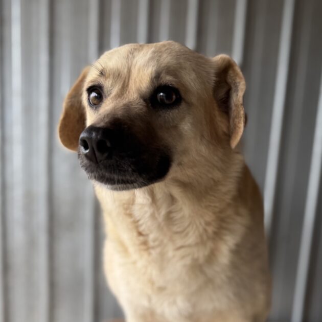 Kotia etsivä koira: MAMI MONA