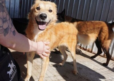 Kotia etsivä koira: OSKU