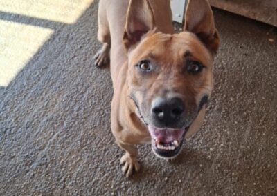 Kotia etsivä koira: THORR