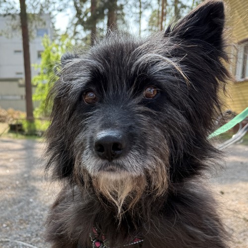 Kotia etsivä koira: PÖRRÖ-PAULA, Suomessa