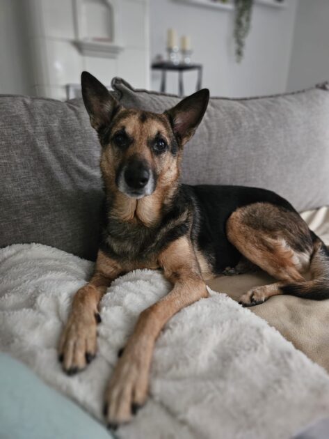 Kotia etsivä koira: TELLA G (kutsumanimi Stella, Gradistean kuusikko), Suomessa