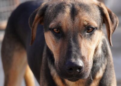 Kotia etsivä koira: ZENO