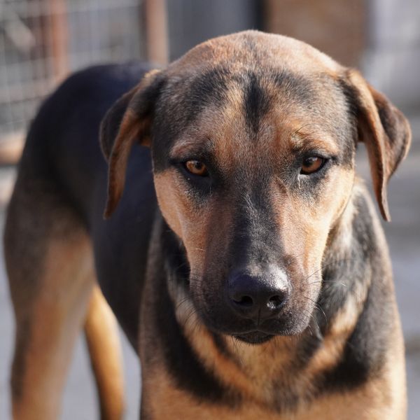 Kotia etsivä koira: ZENO