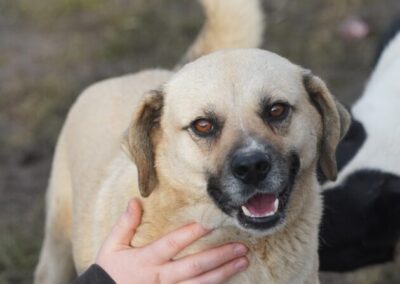 Kotia etsivä koira: JEMMO