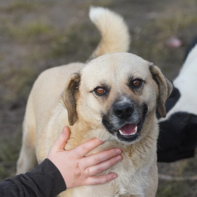 Kotia etsivä koira: JEMMO