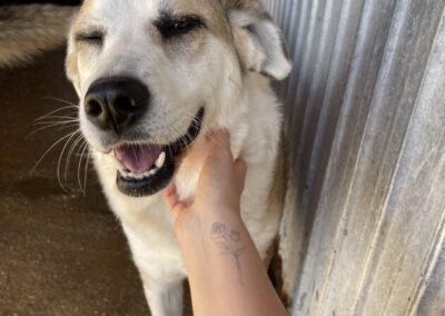 Kotia etsivä koira: CRAIULUI