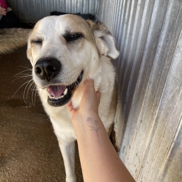 Kotia etsivä koira: CRAIULUI