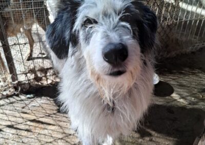 Kotia etsivä koira: MISS LOLA