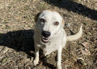 Kotia etsivä koira: NELLIINA