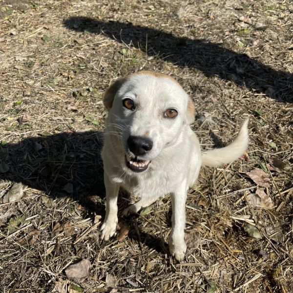 Kotia etsivä koira: NELLIINA