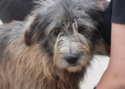 Kotia etsivä koira: SESILIA