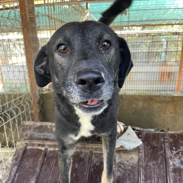 Kotia etsivä koira: SILVO