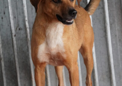 Kotia etsivä koira: PAMPLONA