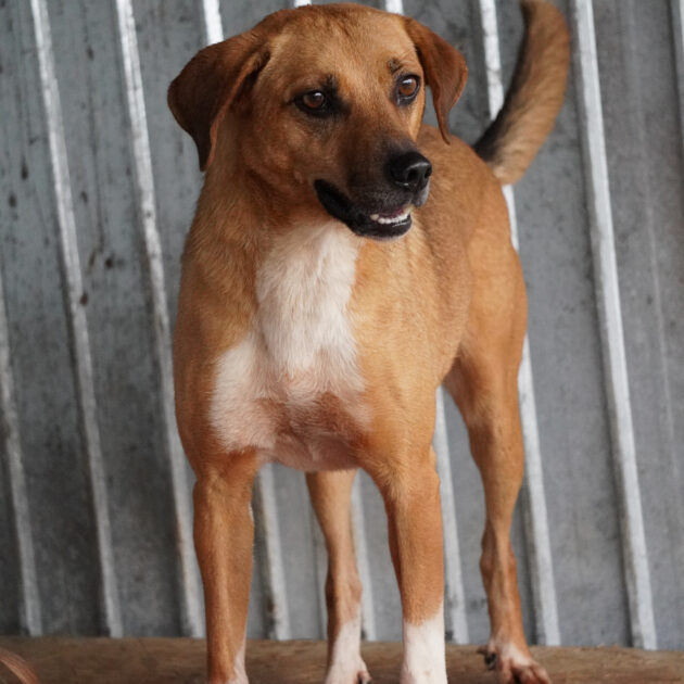 Kotia etsivä koira: PAMPLONA