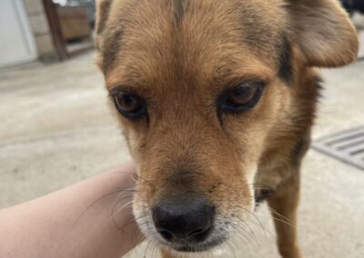 Kotia etsivä koira: SOCRU