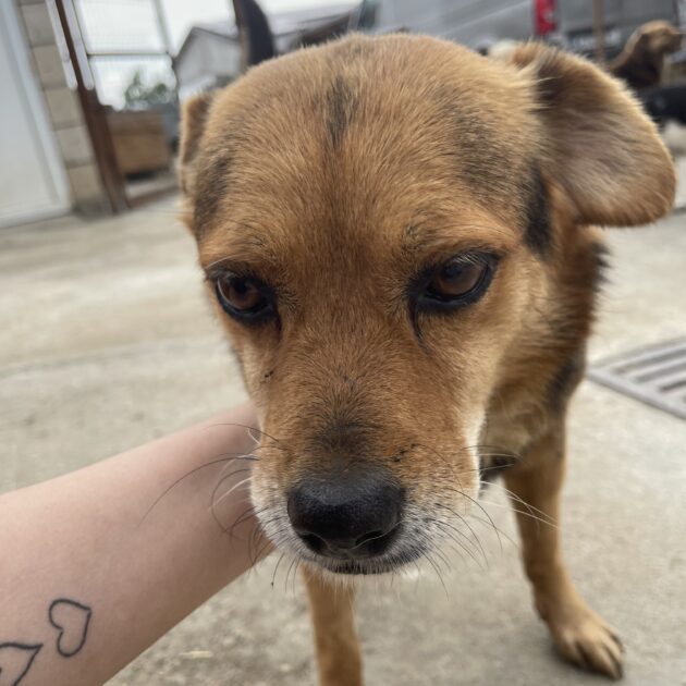 Kotia etsivä koira: SOCRU