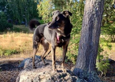 Kotia etsivä koira: UUNO (Kääpiöpennut) (ent. Ujo)