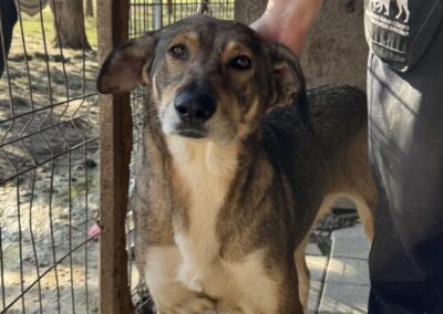 Kotia etsivä koira: VIU-HAU