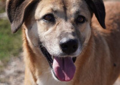 Kotia etsivä koira: JUSTINE