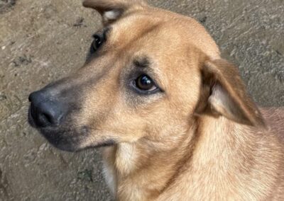 Kotia etsivä koira: MATEI