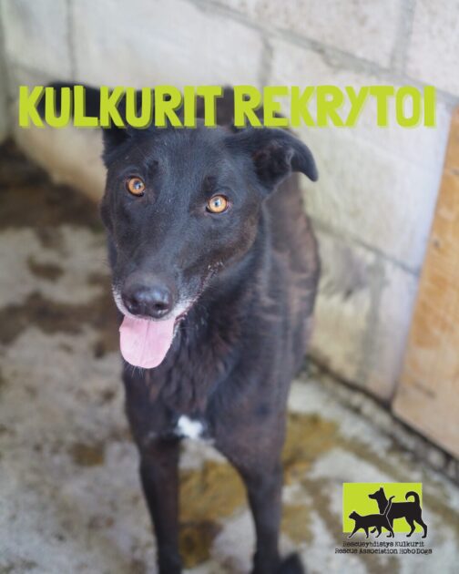 Rescueyhdistys Kulkurit rekrytoi!