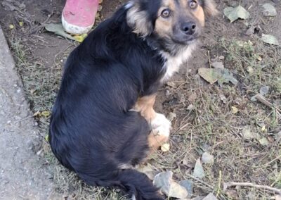 Kotia etsivä koira: LAVENTELI