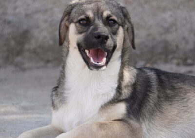 Kotia etsivä koira: CASCADA