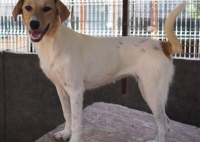 Kotia etsivä koira: HANNI