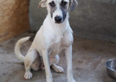 Kotia etsivä koira: HENNI