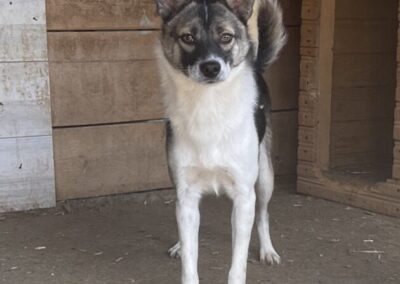 Kotia etsivä koira: VILINÄ (Turbopennut)