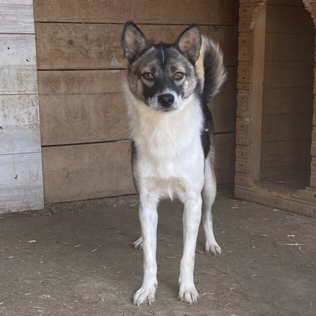 Kotia etsivä koira: VILINÄ (Turbopennut)