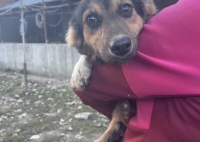 Kotia etsivä koira: LEINIKKI