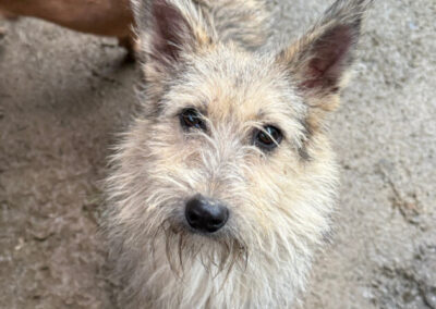 Kotia etsivä koira: PETITE