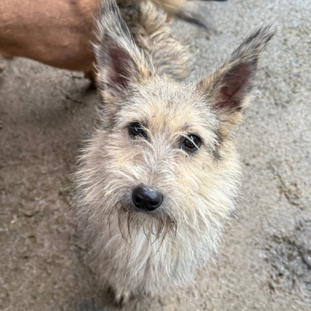 Kotia etsivä koira: PETITE