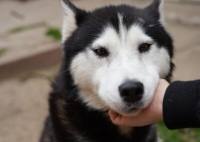 Kotia etsivä koira: TUNDRA