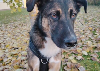Kotia etsivä koira: TÄHTI, Suomessa (ent. Meritähti, Seaside puppies)