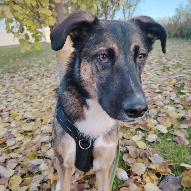 Kotia etsivä koira: TÄHTI, Suomessa (ent. Meritähti, Seaside puppies)