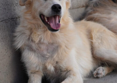 Kotia etsivä koira: ALEKS