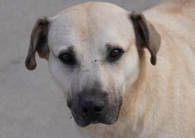 Kotia etsivä koira: RAMBO