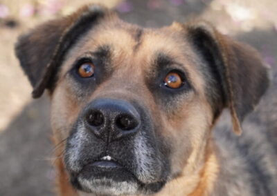 Kotia etsivä koira: ETNA