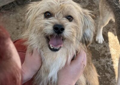 Kotia etsivä koira: KONSTI