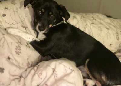 Kotia etsivä koira: LILLI-INKERI (Suomessa)