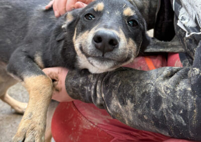 Kotia etsivä koira: ADAN