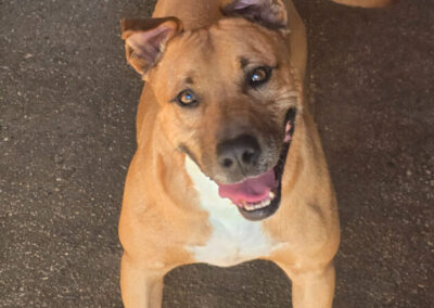 Kotia etsivä koira: THORR